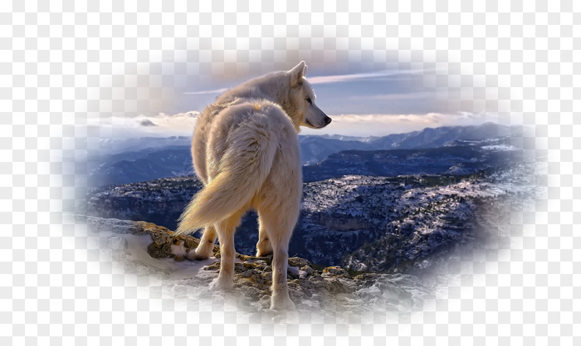 Snake Siberian Husky Arctic Wolf Wildlife Animal PNG