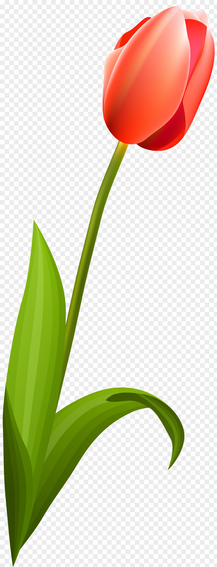 Tulips Flowering Plant Tulip Liliaceae Stem PNG