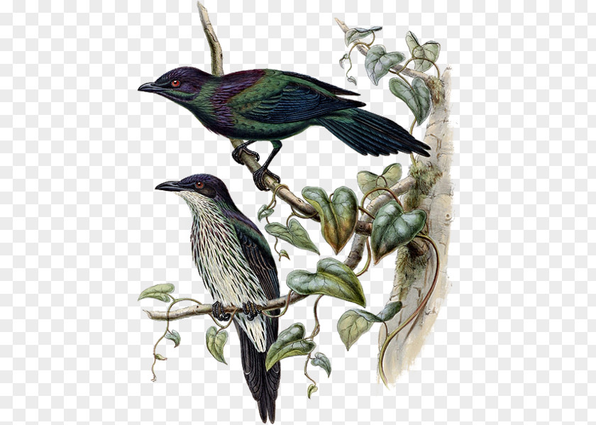 Common Starling Beak Fauna Coraciiformes PNG