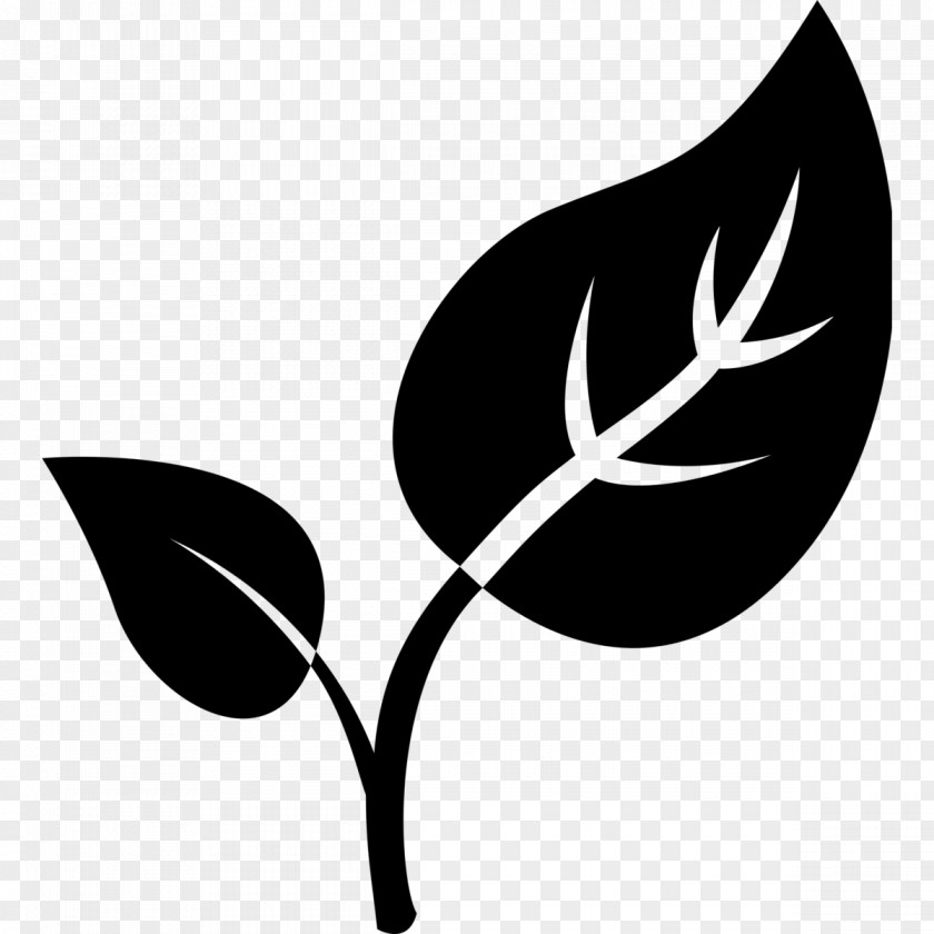 Natural Environment Leaf PNG