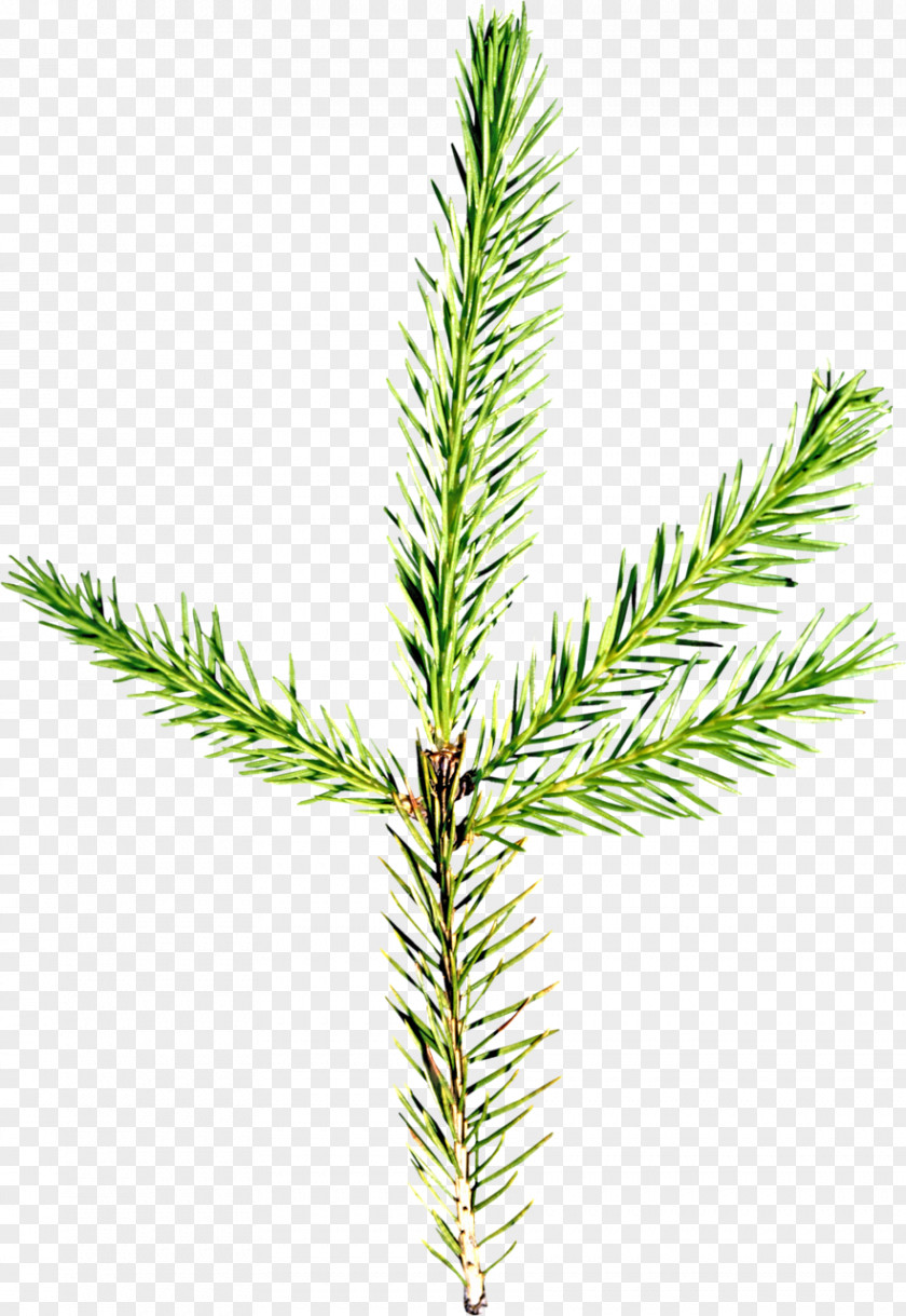 Tree Spruce Fir Pine Larch Evergreen PNG