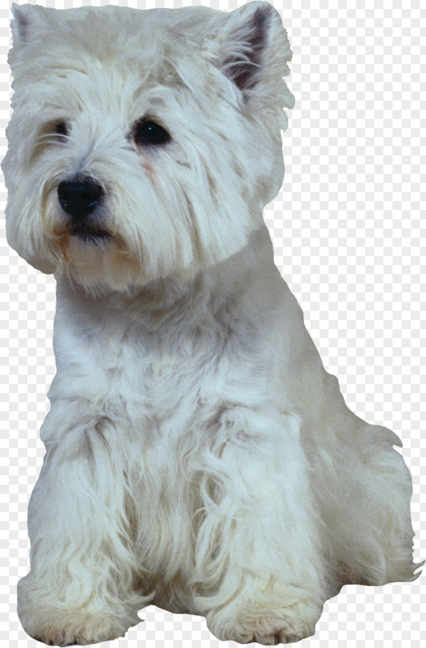 Gabriella Wilde West Highland White Terrier Scottish Puppy Golden Retriever Labrador PNG