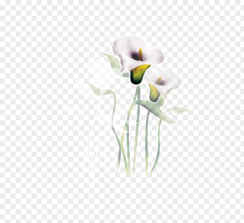 Lily Floral Design Cut Flowers Arum-lily Watercolor Painting PNG