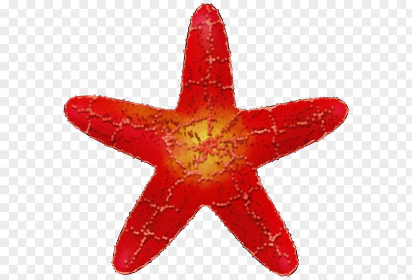 Marine Invertebrates Orange Red Star PNG