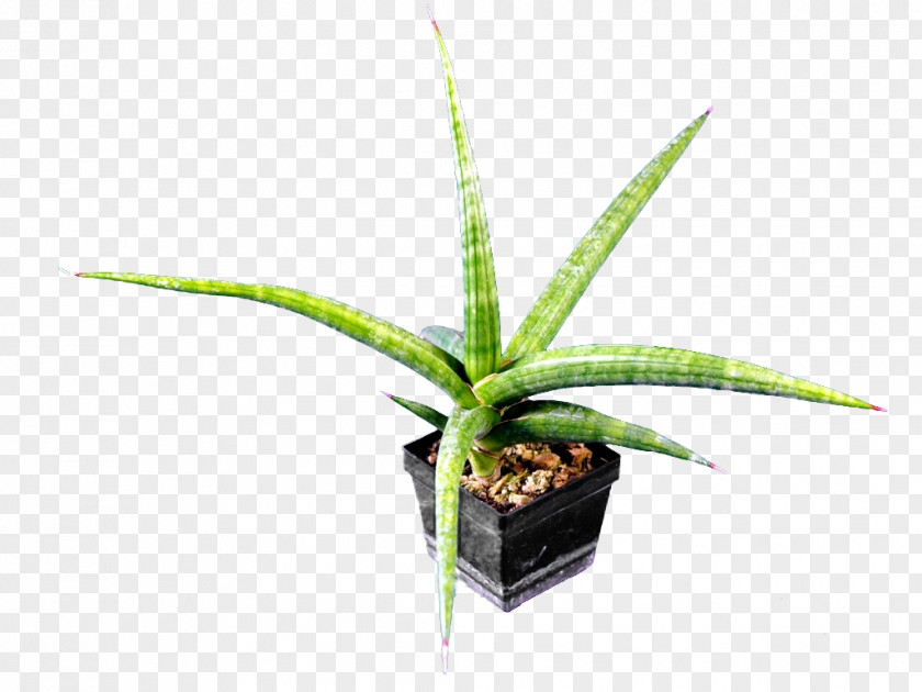 Sansevieria Perrotii Kitonga Fischeri Embryophyta PNG