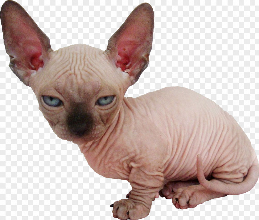 Kitten Sphynx Cat Bambino Food Breed PNG