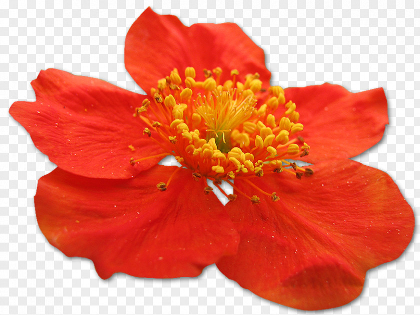 Orange Flowers Alstroemeriaceae PNG