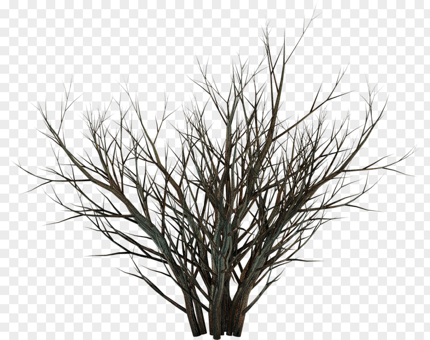 Teniposide Photomontage Tree Arecaceae PNG
