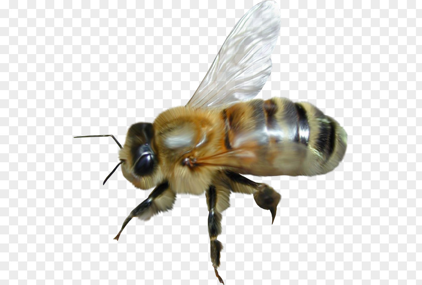 Bee Western Honey Insect Exterminateurs Associés Inc. PNG