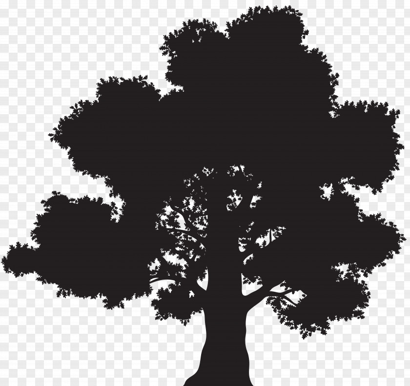 Silhouettes Clipart Oak Tree Drawing Clip Art PNG