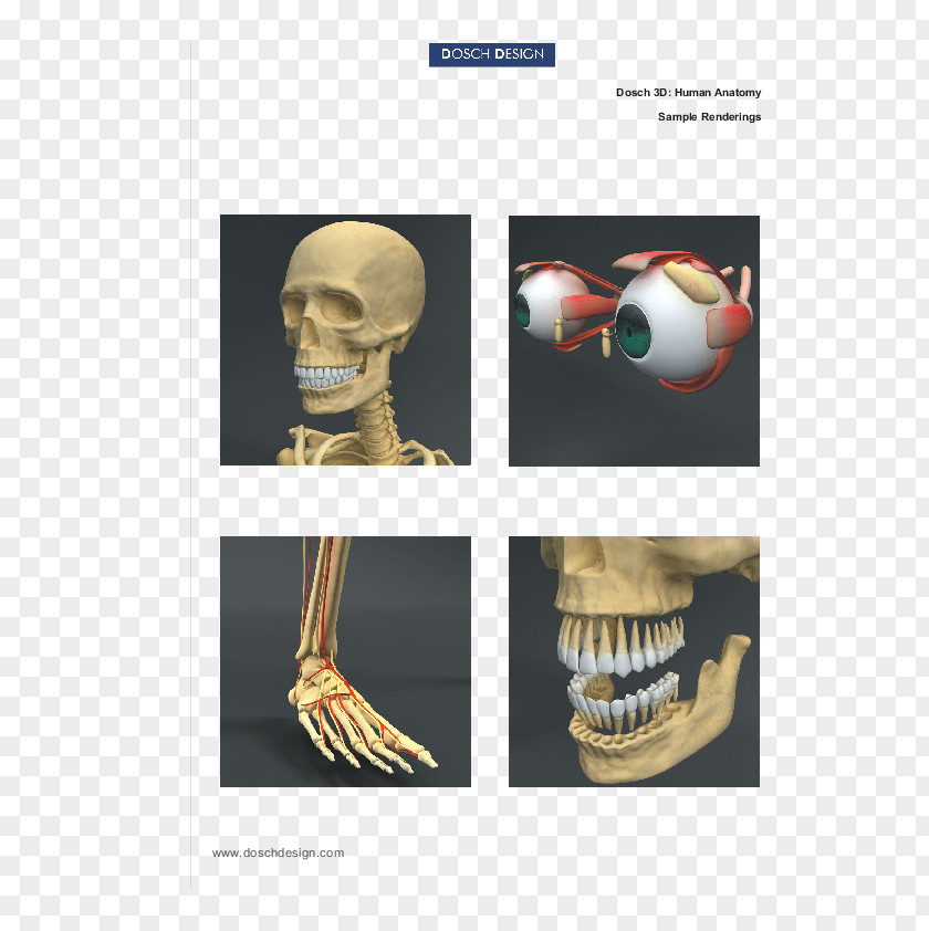 Skeleton Human Anatomy Homo Sapiens Body PNG