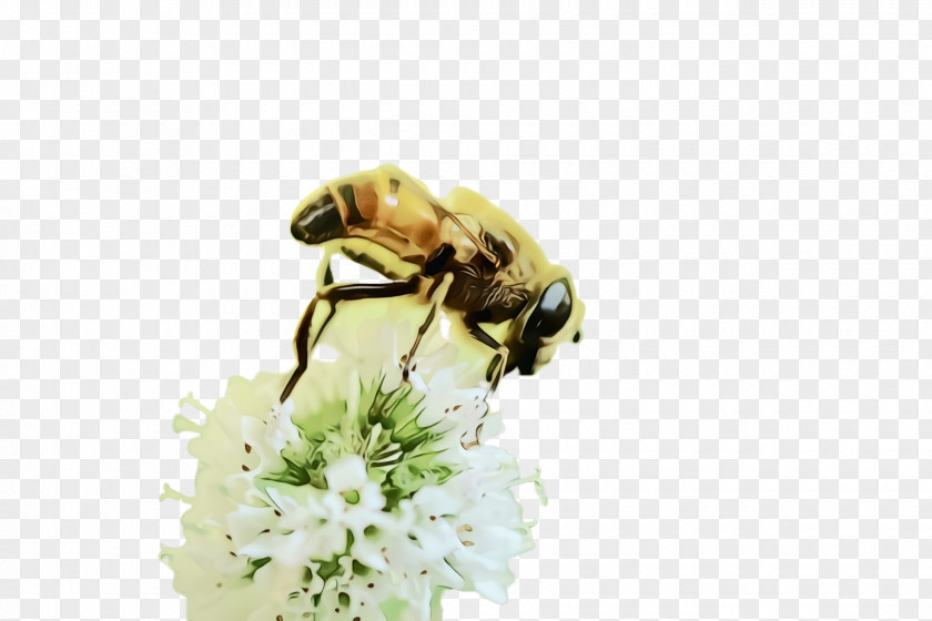 Hoverfly Flower Bumblebee PNG