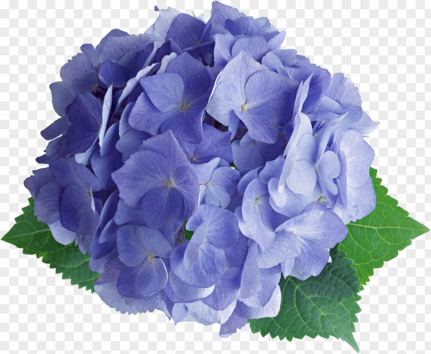 Hydrangea French Flower Photography Clip Art PNG