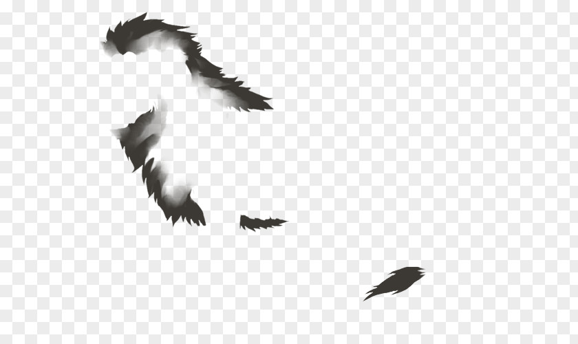 M Beak BuzzardLion Mane Bald Eagle Black & White PNG