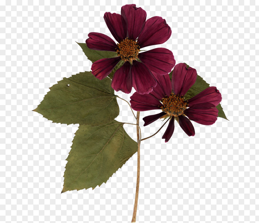 Flower PNG