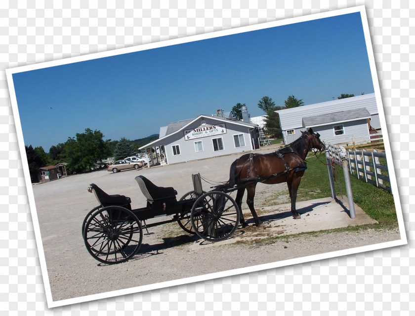 Local Attractions Horse And Buggy Mare Harnesses Stallion PNG