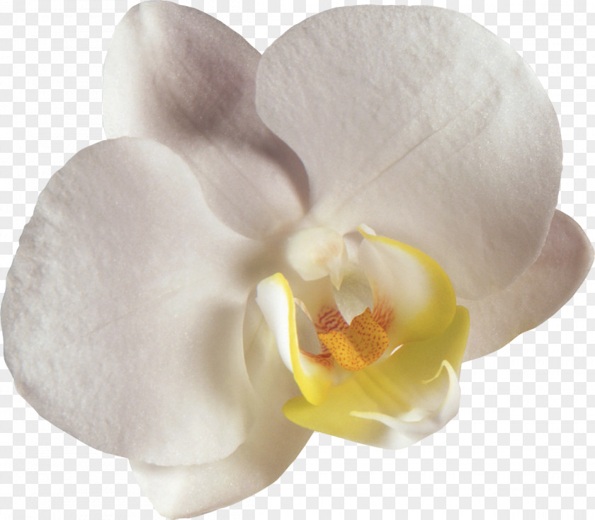 Orchid Moth Orchids Flower Clip Art PNG