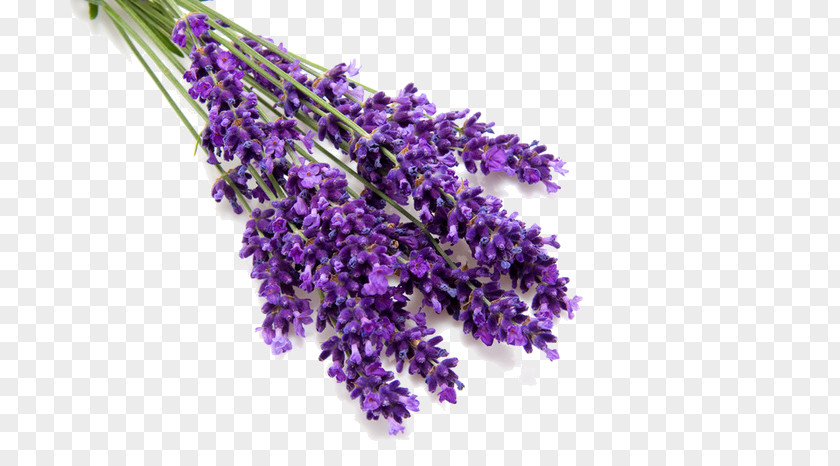 Perfume English Lavender Oil Odor PNG