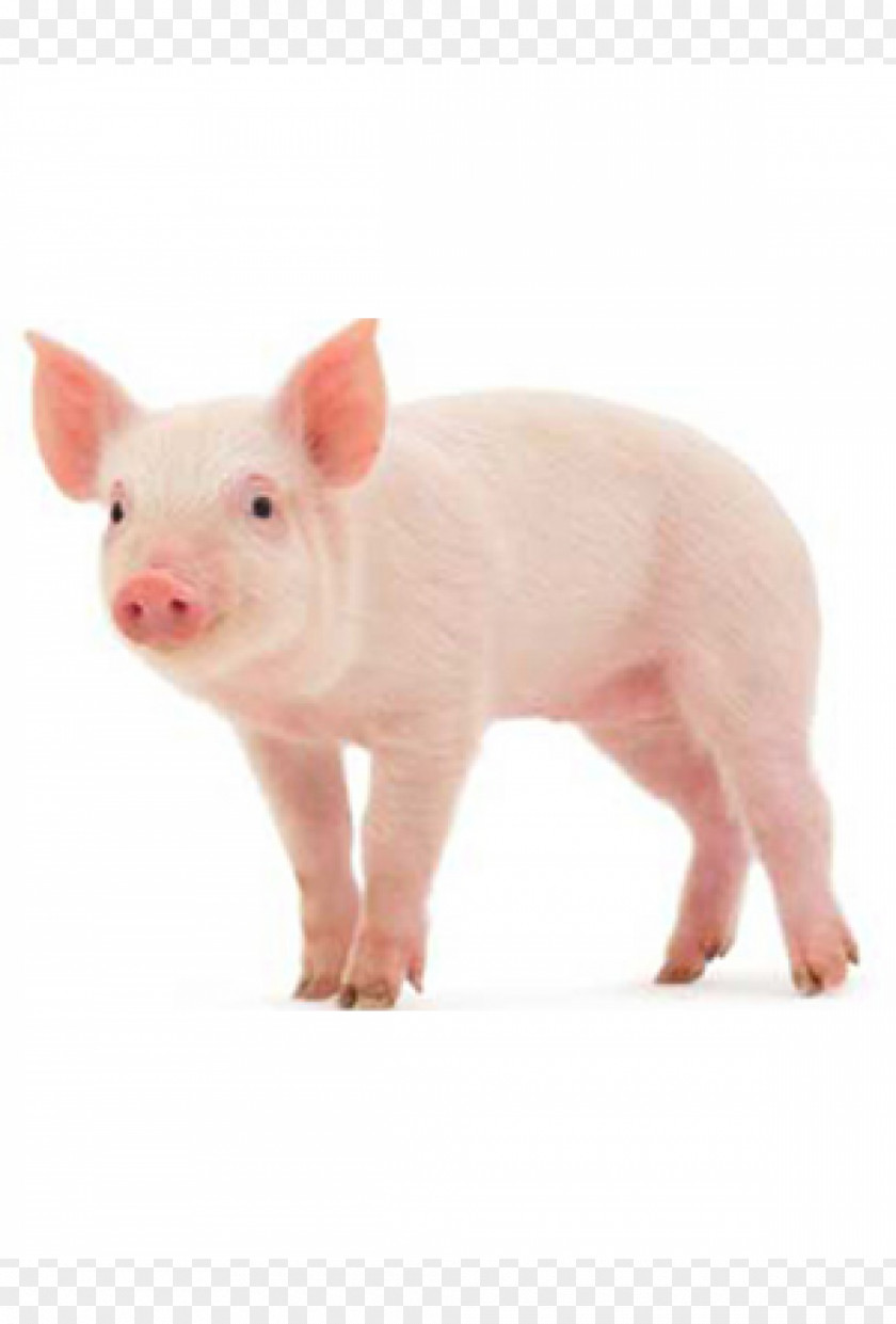 Pig Miniature Middle White Stock Photography Farming PNG