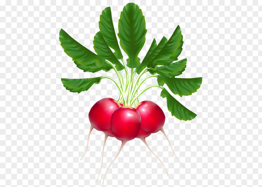 Radish PNG clipart PNG