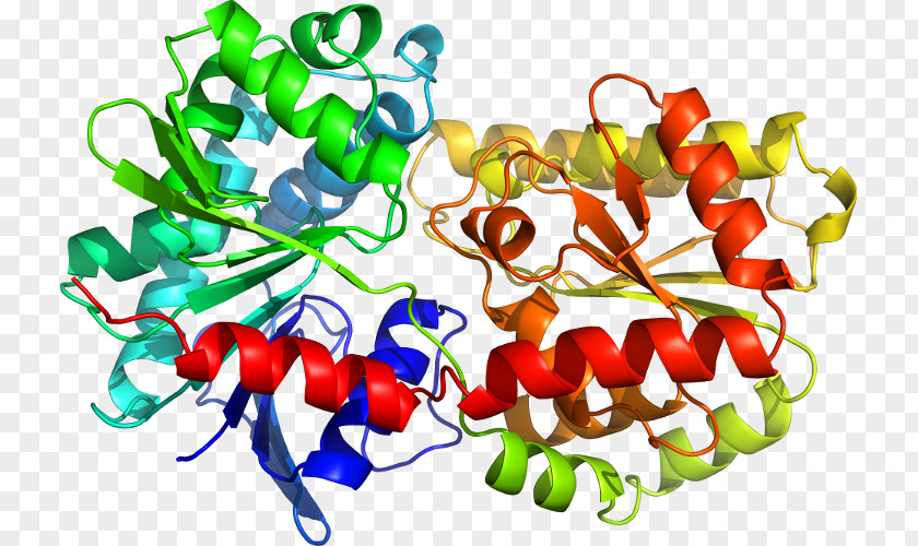 Tryptophan Synthase Structural Biology Toll-like Receptor Structure PNG