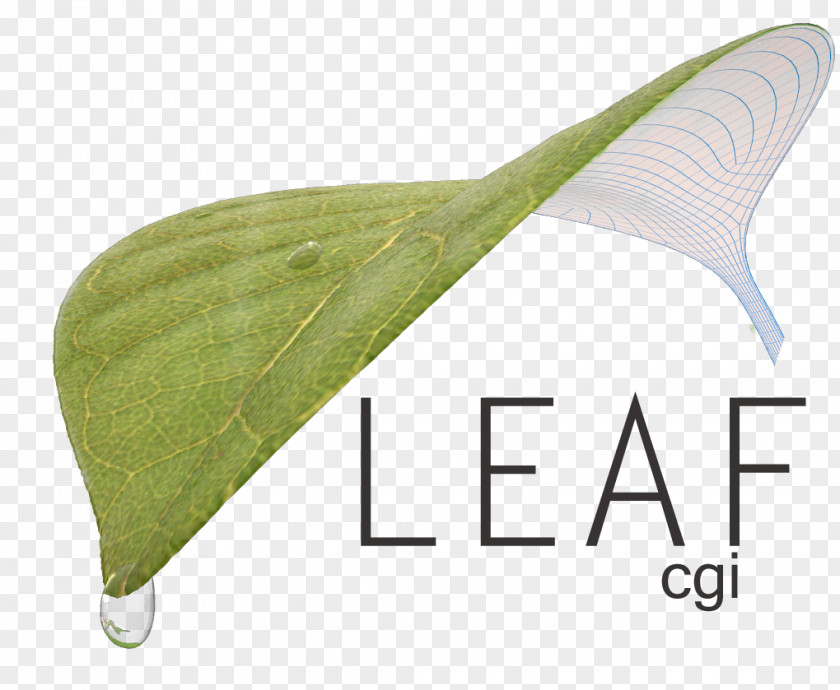 Design Leaf PNG