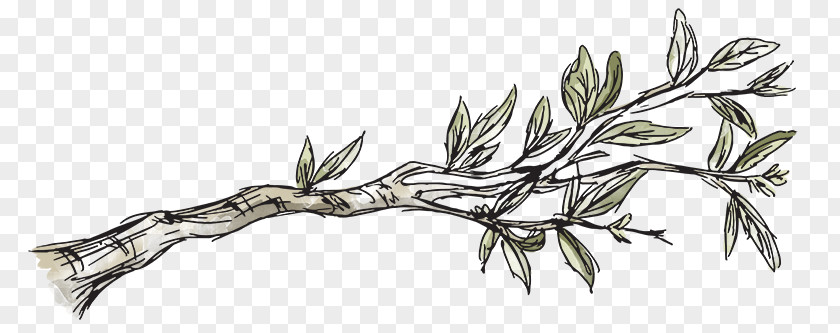Family Tree Ideas Twig Leaf Plant Stem Weapon Line Art PNG