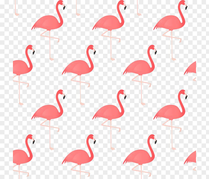 Flamingos Flamingo Bird Drawing PNG
