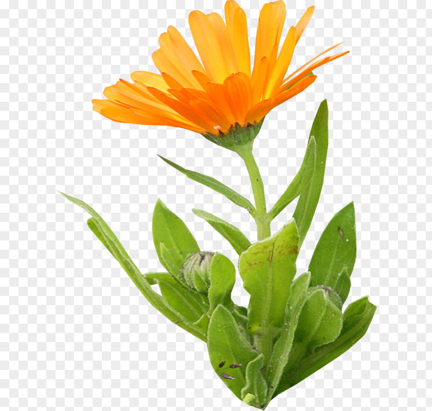 Orange Calendula Officinalis Clip Art PNG