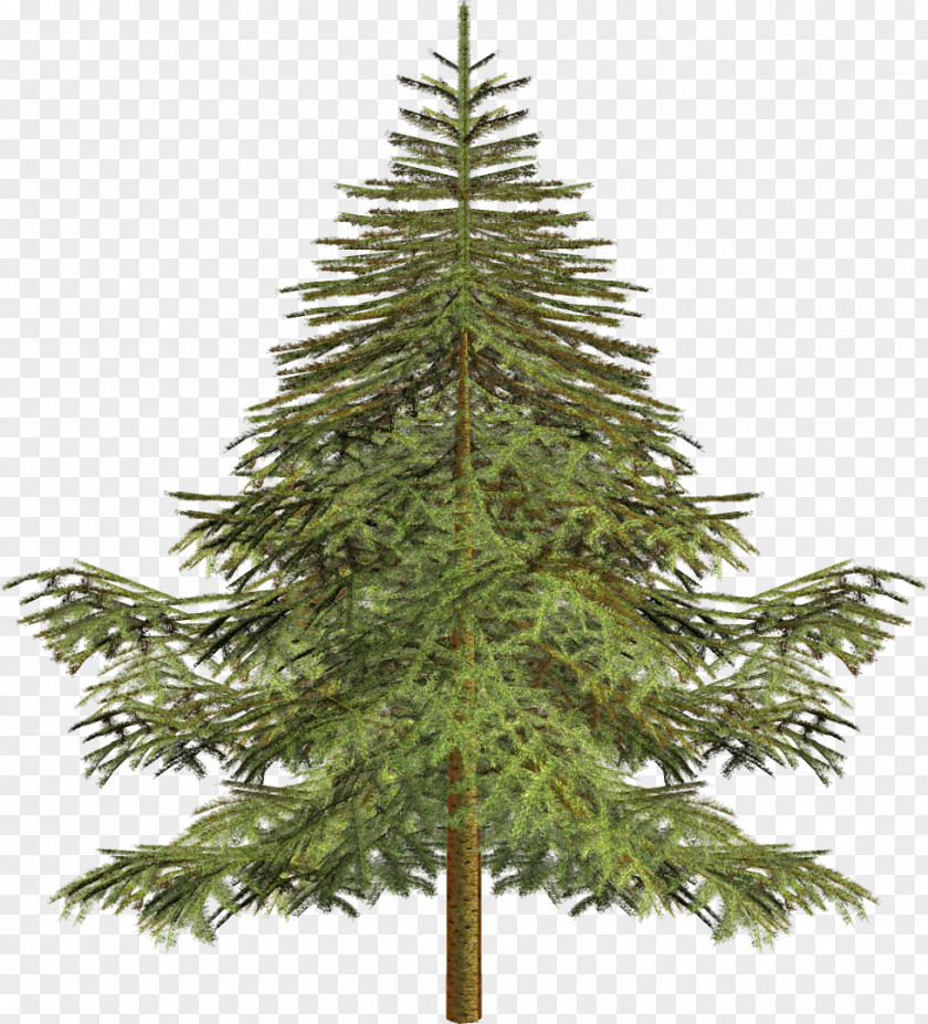 Pine Tree Larch Spruce Conifers PNG