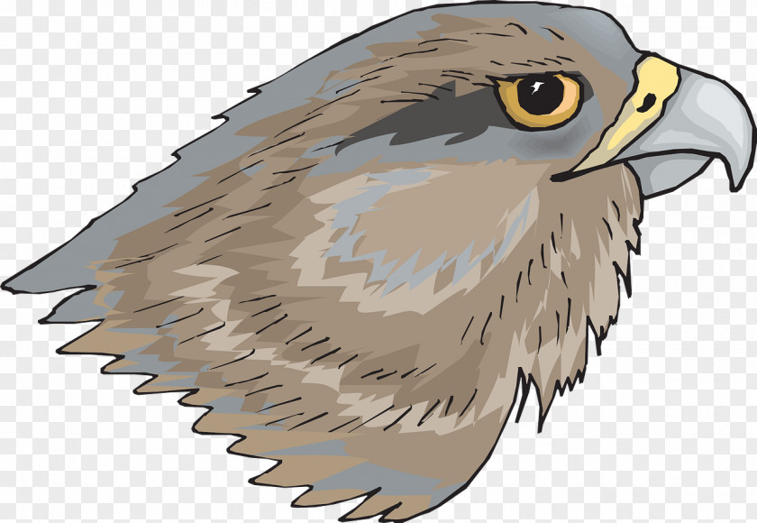 Sharp Hawkeye Hawk Clip Art PNG