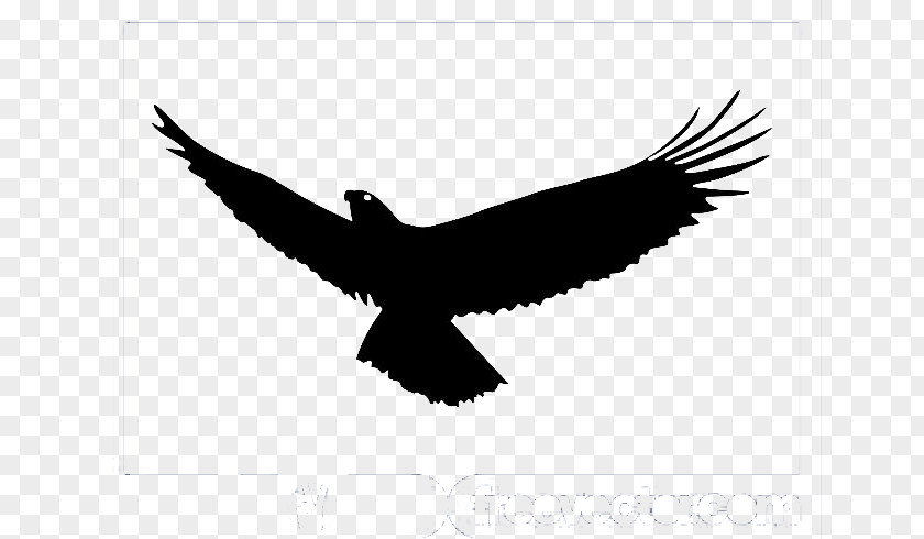 Eagle Bald Bird Flight PNG
