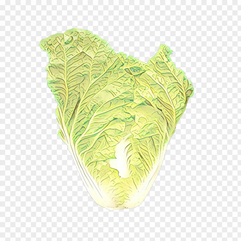 Leaf Vegetable Romaine Lettuce Green Cabbage Plant PNG