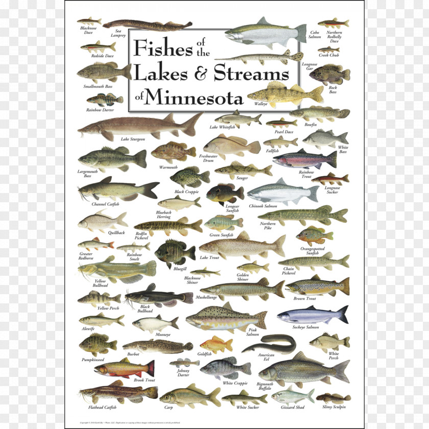 Seashells Minnesota Great Lakes Fish Bird Poster PNG