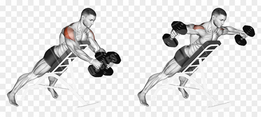 Fly Exercise Dumbbell Shoulder Pulldown Muscle PNG