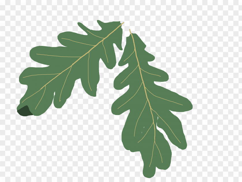 Oak Leaf Pictures Quercus Coccinea English Swamp Spanish Clip Art PNG