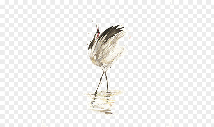 White Crane Bird U660eu53f0 PNG