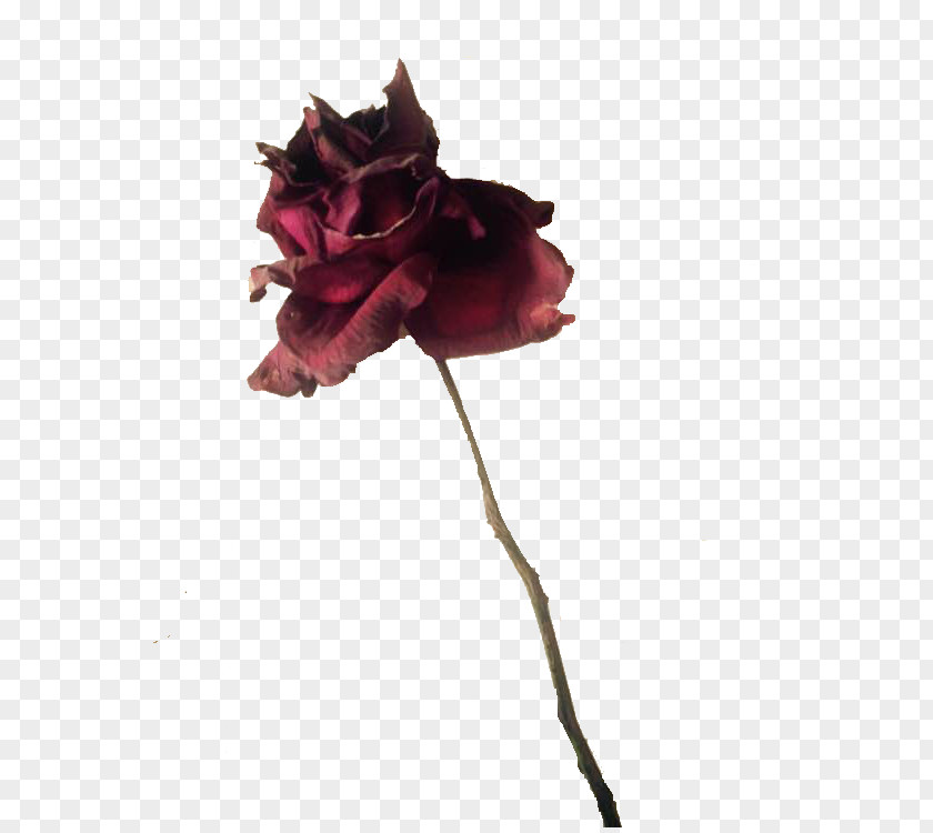 Withered Rose Poster Decoration Black PNG