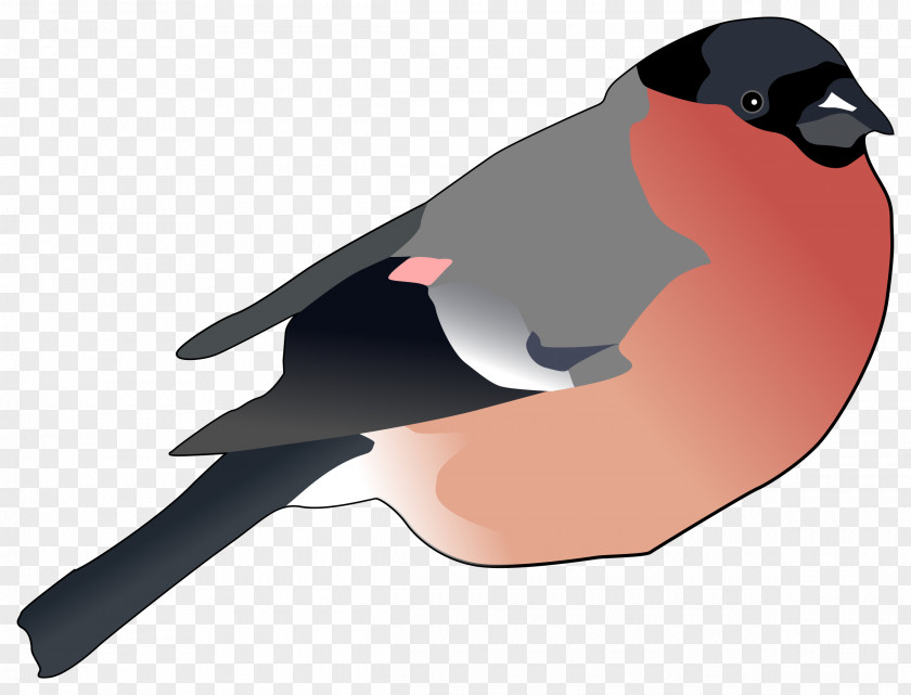 Bullfinch Finch Clip Art PNG