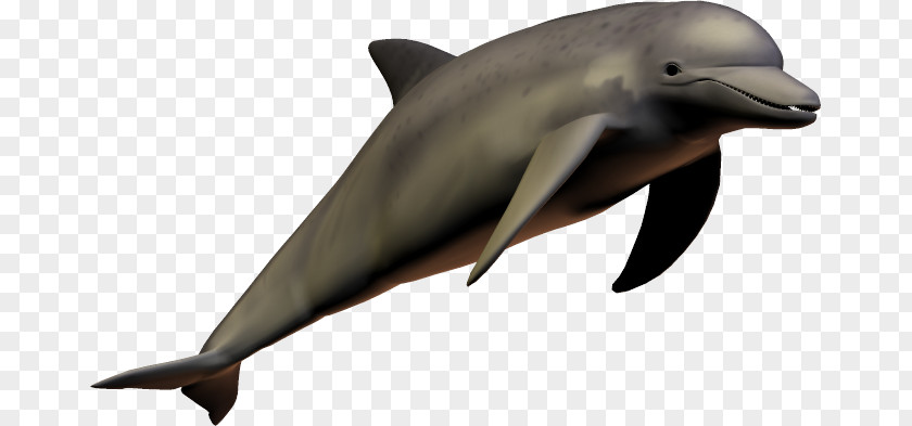Dolphin PNG clipart PNG