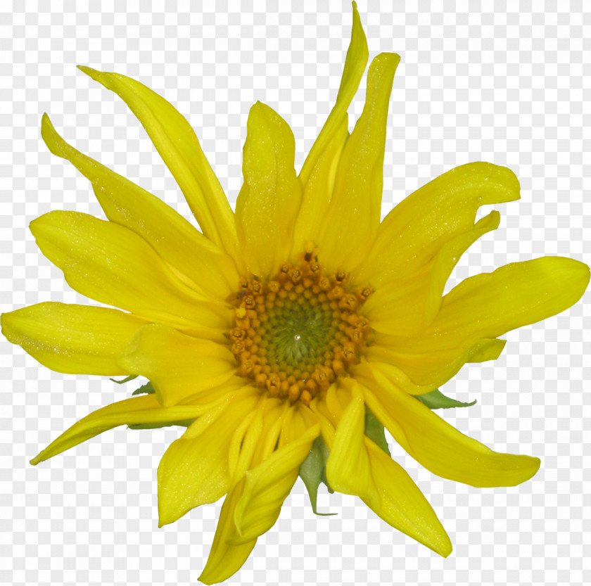 Flower Yellow Common Sunflower Petal Cut Flowers Daisy Family PNG