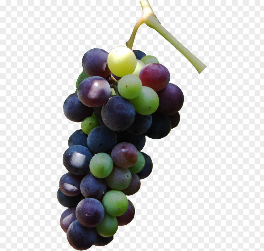 Grape Sultana Seed Oil Seedless Fruit Auglis PNG