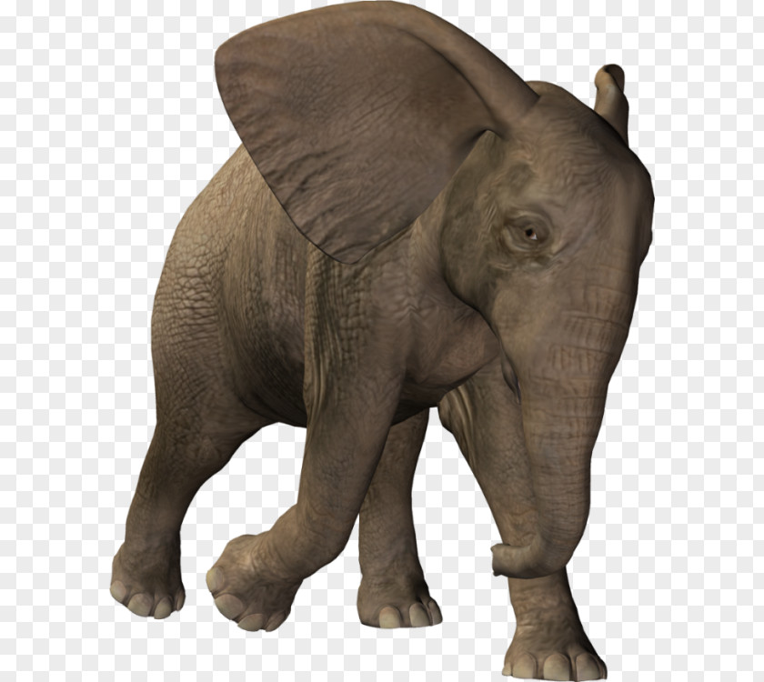 Indian Elephant African Raster Graphics PNG