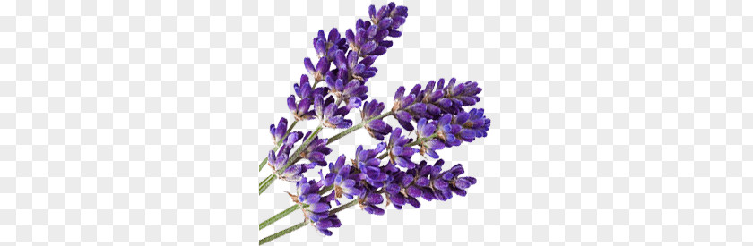 Lavender PNG Lavender, purple lavender flowers clipart PNG