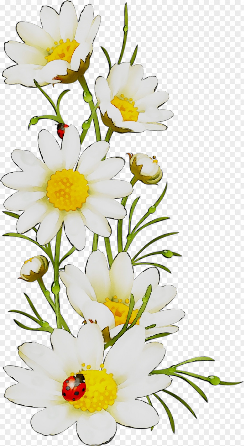 Oxeye Daisy Floral Design Cut Flowers Roman Chamomile PNG