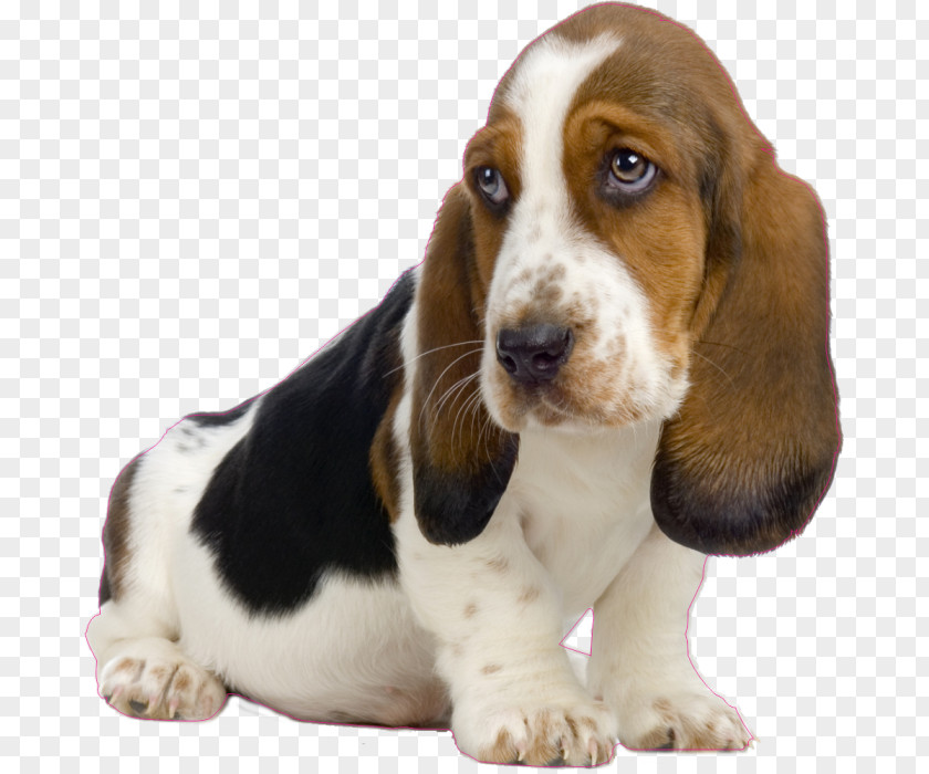 Puppy Basset Hound Beagle Japanese Chin PNG