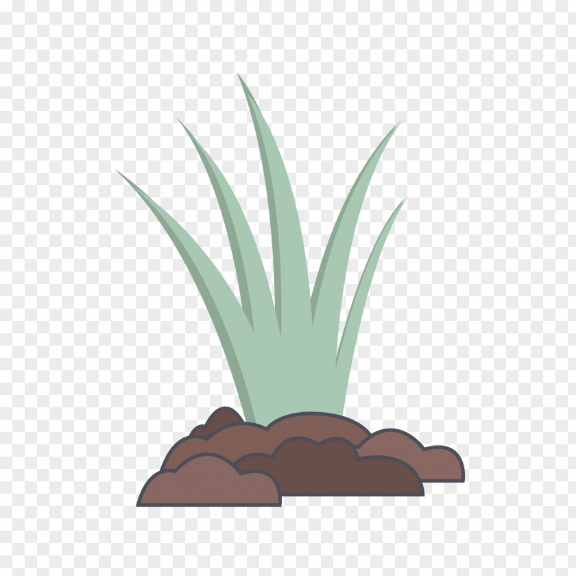Agave Azul Perennial Plant Family Tree Background PNG