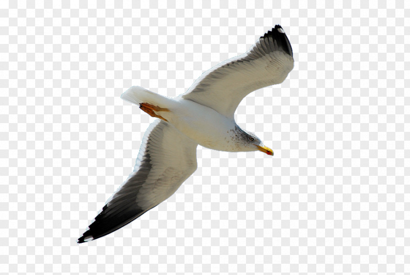 Bird European Herring Gull Columbidae Squab Great Black-backed PNG