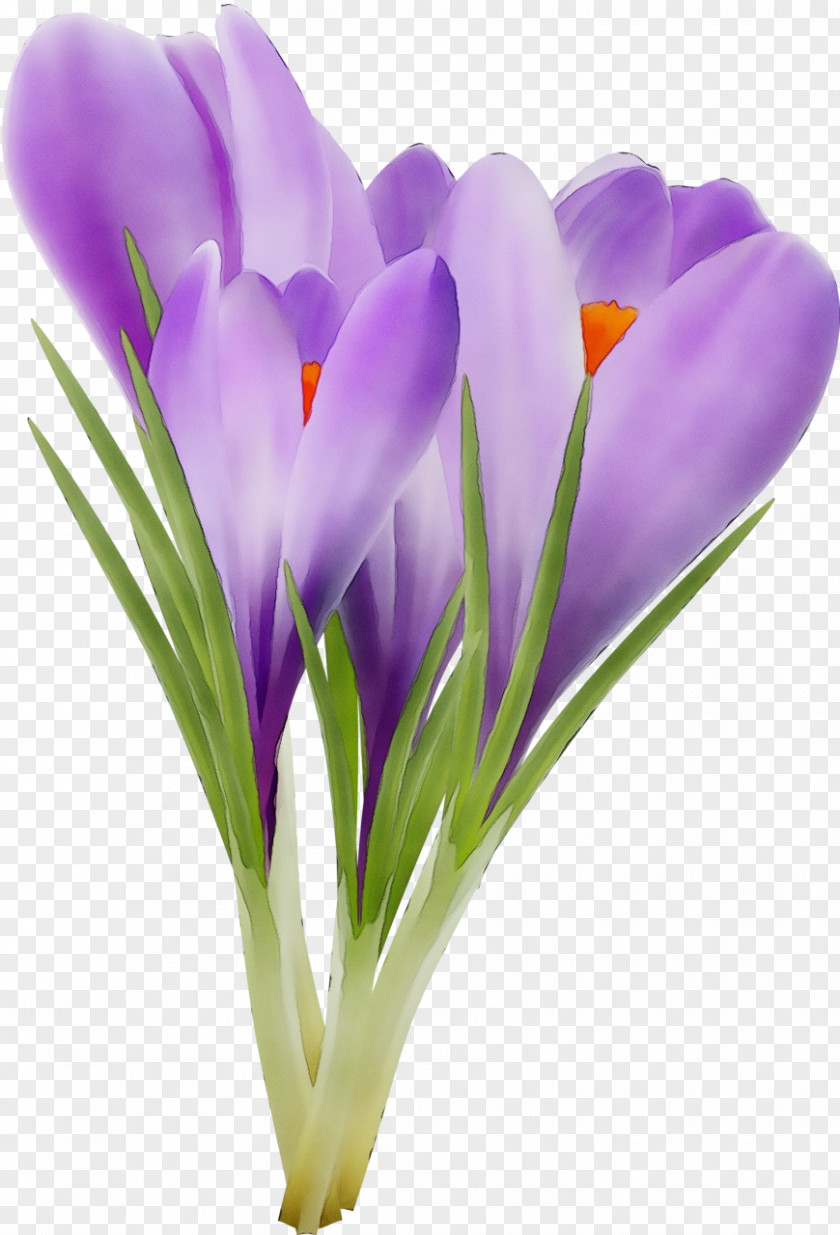 Flower Cretan Crocus Tommie Petal Spring PNG