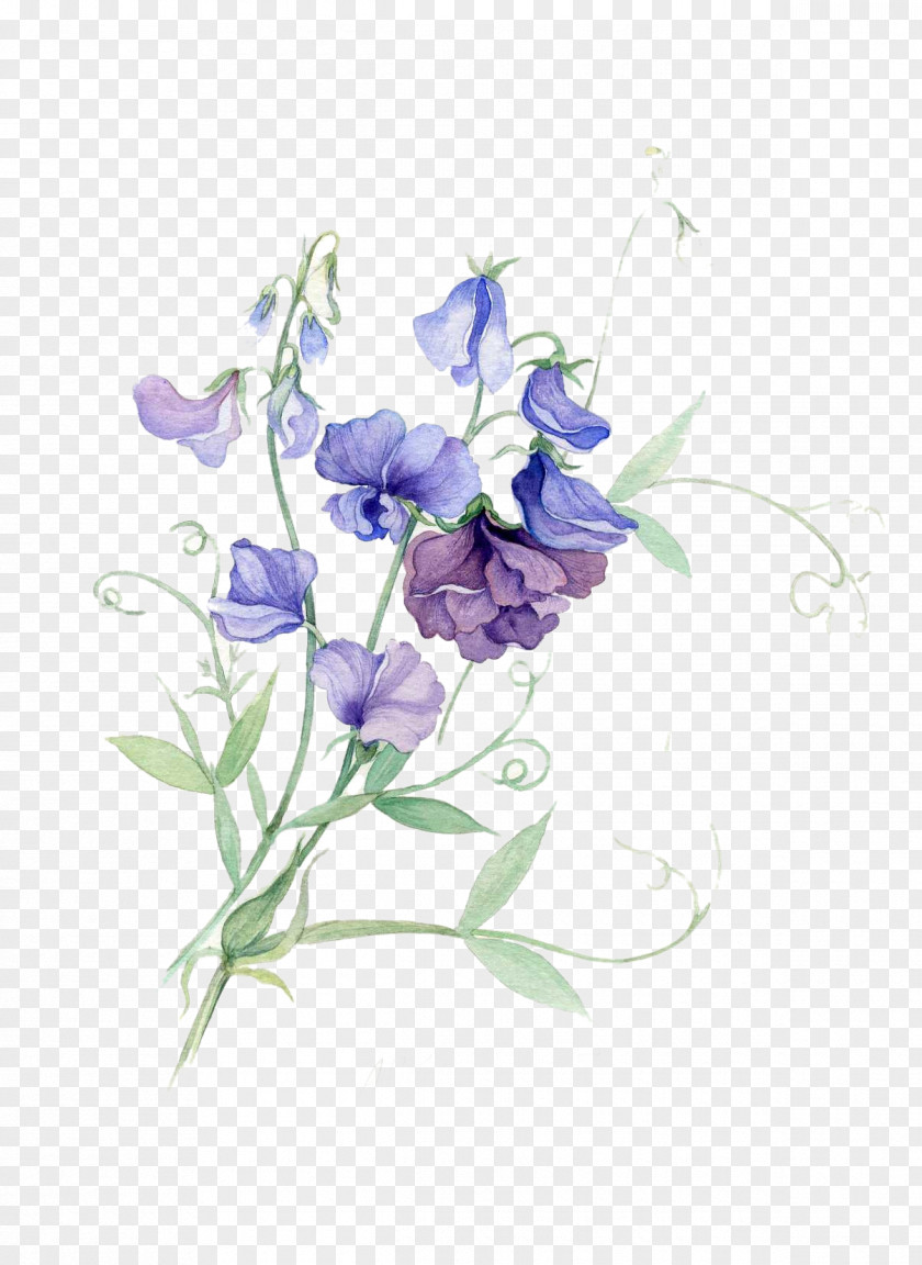 Purple Pea Flowers Picture Material Paper Sweet Watercolor Painting Flower PNG